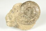 Permian Ammonite (Uraloceras) Fossil - Russia #207468-1